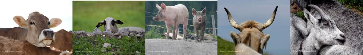 Bilderserie Einfuhr Rinder Schweine Pferde_NEU